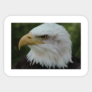 Bald Eagle (Cool) Sticker